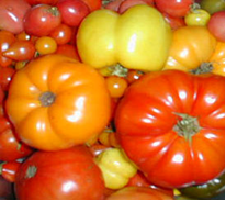 Katie O’Sullivan’s Tomato crop