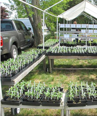 Clare’s Tomato Plants for sale at the Orleans Farmer’s Market