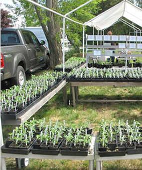 Clare’s Tomato Plants for sale at the Orleans Farmers Market