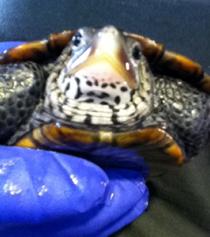 Eleanor the Diamondback Terrapin Photograph Courtesy of the National Marine Life Center 