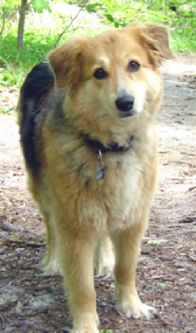 Gracie on our woodland path 