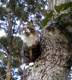 Soukie in a tree