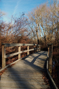 White Cedar Swamp, Eastham.  Photograph by Claudia Robinson 