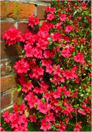 Azalea Wall by Katie O’Sullivan 