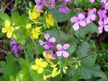 Spring flowers