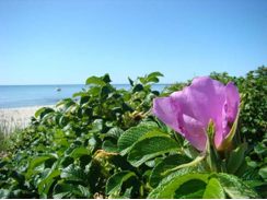 Blooms on the beach.