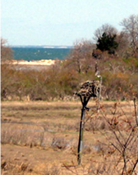 Osprey Nest Photograph by Barbara Struna