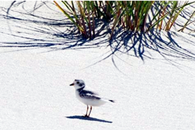 Piping Plover Photograph by Kara Spalt