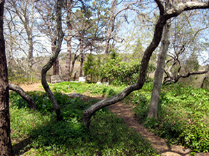 Natural History Museum Garden Photograph by Barbara Struna