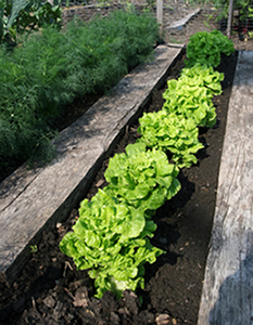 Local farming